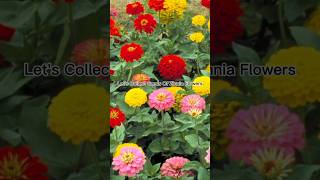 How To Collect Zinnia Seeds 🥰youtubeshorts subscribe FlowersloversChannel [upl. by Yretsym]