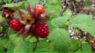 ⟹ Japanese wineberry or TAYBERRY  Rubus phoenicolasius  how to tell the difference [upl. by Annatsirhc]