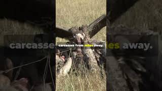 The White Backed Vulture Life In 60 Seconds africansafari vulture [upl. by Nahttam]