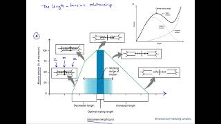 Length tension relationship for skeletal muscle [upl. by Puto]