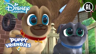 Puppy Vriendjes  🐶 Rufus Is Verdrietig  Disney Channel NL [upl. by Luce]