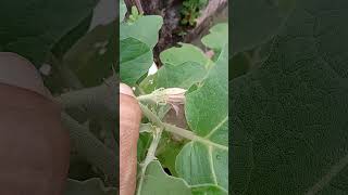 Solanum melongena brinjal flower short [upl. by Ellinehc]