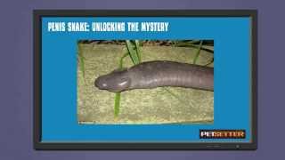 Penis Snake Unlocking the Mystery [upl. by Litt319]