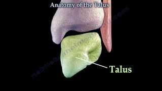 Anatomy Of The Talus  Everything You Need To Know  Dr Nabil Ebraheim [upl. by Briant]