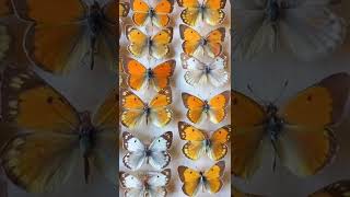 Lepidoptera Collection of Butterflies Pieridae Females amp Males Kyiv Ukraine 13062022 [upl. by Nilekcaj]