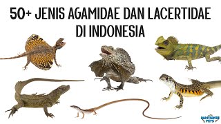 50 Jenis Kadal Agamidae dan Lacertidae di Indonesia [upl. by Bissell441]