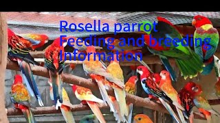 Rosella feeding and breeding information [upl. by Whitnell]