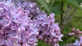 The Common Lilac Syringa Vulgaris [upl. by Kcirdla]