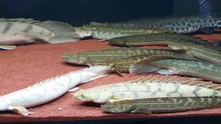 Polypterus Tank  My aquarium of bichirs gars and arowana [upl. by Clint]