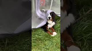 Bernese Mountain Dog Thinks She’s Hiding bernesemountaindog dog [upl. by Orna]