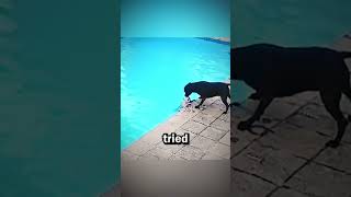 Dog saved by his best friend viralshorts viral dogs [upl. by Sanfo]