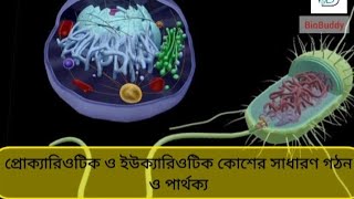 Prokaryotic Cell 🦠amp Eukaryotic Cell 🐯🌿 Basic Structural Introduction and Differences [upl. by Namia48]