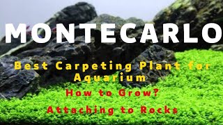 Monte Carlo planting Guide  How to Attach monte carlo on Rock  Micranthemum  Montecarloplant [upl. by Aicemed]