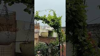 Barish k aane senature houseplants viralvideo gardenlove plants indoorplants [upl. by Marylee]