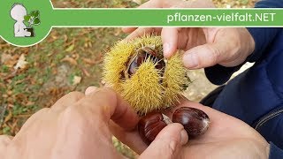 Edelkastanie  Früchte MaroniSamen  031018 Castanea sativa  Baum Früchte Bestimmung [upl. by Rapsac]