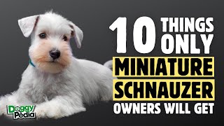 10 Things Only Miniature Schnauzer Dog Owners Understand [upl. by Shih95]