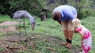 Shoebill Stork Is The Real Life Hippogriff [upl. by Itsrik]