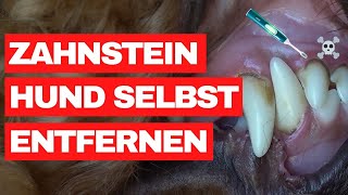 Zahnstein beim Hund selbst entfernen  Unsere Erfahrungen mit der Emmi Pet amp ZahnsteinEntferner [upl. by Berkin]