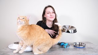 Top 6 Best Cat Food Bowls We Tested Them All [upl. by Mayyahk928]