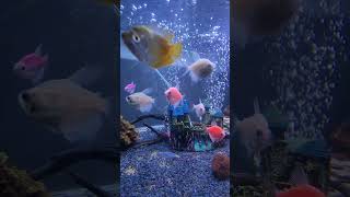 Aquarium  Colourfull Fishes  shorts ytshorts fish shortvideo [upl. by Ellenor]