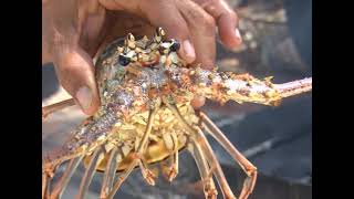 The Only Lobster Fest on Mainland Belize [upl. by Maud]