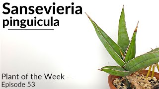 How To Care For Sansevieria Dracaena pinguicula  Plant Of The Week Ep 53 [upl. by Yeargain]