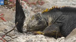 Land Iguana Eats a Dead Bird  Galápagos  Lindblad ExpeditionsNational Geographic [upl. by Sweet110]