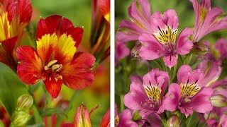 How to Plant Alstroemeria Peruvian Lily Summer Garden Guide [upl. by Derward]