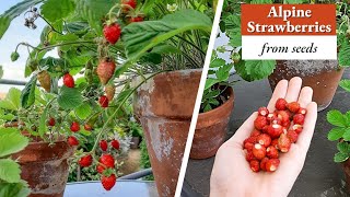 How To Grow Wild Strawberries From Seeds [upl. by Melva]