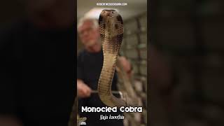 George Van Horn handling a Monocled Cobra Naja kaouthia  Snake Heroes USA [upl. by Lavotsirc]