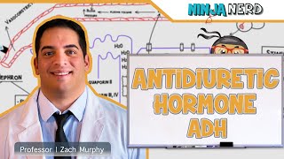 Endocrinology  Antidiuretic Hormone ADH [upl. by Hepsiba]