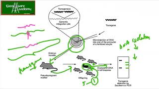 Animal tissue culture Transgenic animals lecture 12 micro injection retroviral methods [upl. by Khan]