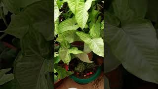 Epsom Salt Mgso4 Benefits epsomsalt fruiting gardening youtubeshorts plants [upl. by Dranyam954]