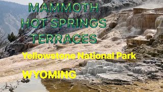 MAMMOTH HOT SPRINGS in Yellowstone National ParkWyoming [upl. by Nared774]