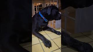 Hungry Doggo🥓🍗puppy dogs pets trending viralvideo viralshort vlog canecorso cutedog funny [upl. by Philemon]