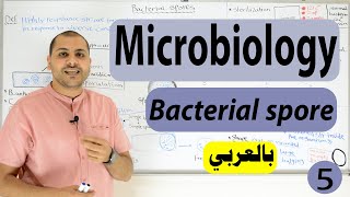 bacterial Spore formation Bacterial Structure [upl. by Zilvia]