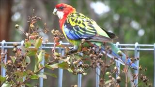 Eastern Rosella [upl. by Chane]