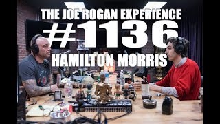 Joe Rogan Experience 1136  Hamilton Morris [upl. by Akenaj]