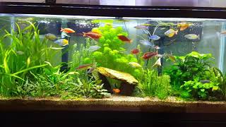 My Rainbowfish tank [upl. by Pierson966]