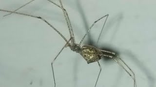 Marbled cellar spider vs eating insects [upl. by Alleuqram]