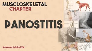 panosteitis lecture 1 [upl. by Stout622]