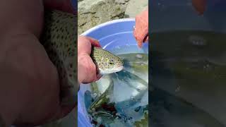 Trot fishingyoutubeshorts nature gilgit youtubeshorts travel mountains gilgitbiltistan [upl. by Nagar]