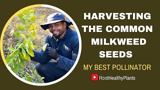 HARVESTING THE COMMON MILKWEED SEEDS [upl. by Nodrog]