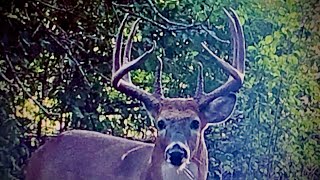 Bow Season Opening Week StrategyScrapes Acorns Water Bedding [upl. by Banks]