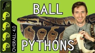 Ball Python The Best Pet Reptile [upl. by Lichtenfeld683]