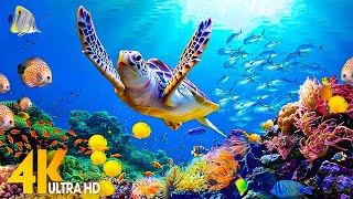 NEW 4HRS Stunning 4K Underwater Wonders  Relaxing Music  Coral Reefs Fish amp Colorful Sea Life [upl. by Welbie890]