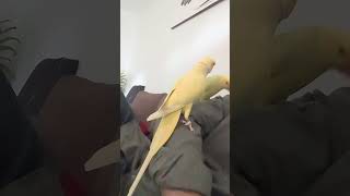 Halsbandsittich Spielzeit Ringneck Parrot playing amp singing [upl. by Sorgalim486]