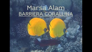 Marsa Alam  Barriera Corallina [upl. by Yonita828]