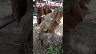 ಹಸು ಎತ್ತುವ ಯಂತ್ರ COW LIFTING MACHINE [upl. by Lyrehs]