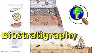 Biostratigraphy Intro Using the Fossil Record [upl. by Grace]